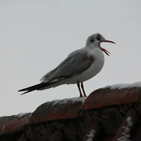 Urlaub Im Ostseebad - Haus Neuborn - Strandnah Und Ruhig Gelegen Whg Eg *